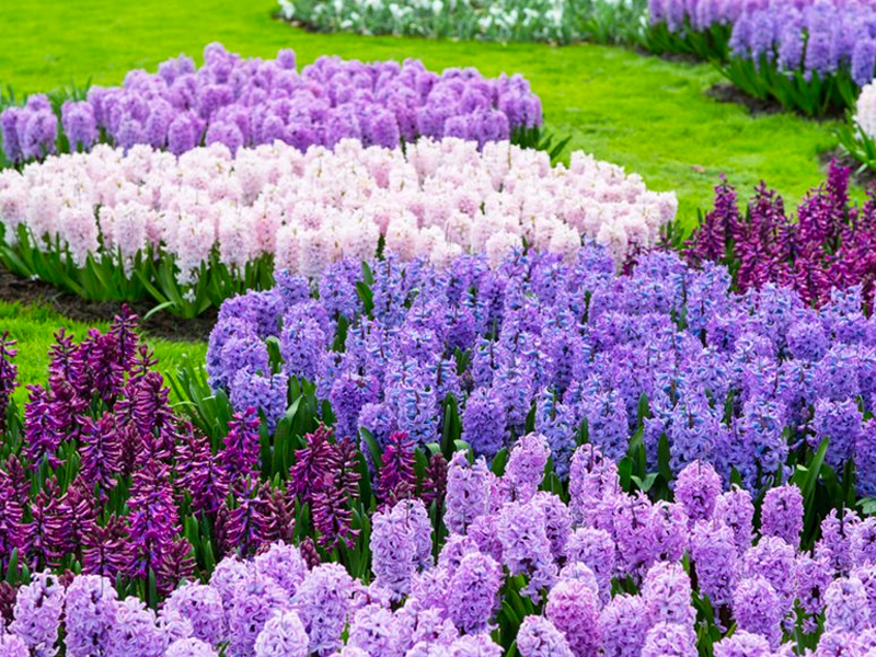 Coroa de Flores Coroa de Flores